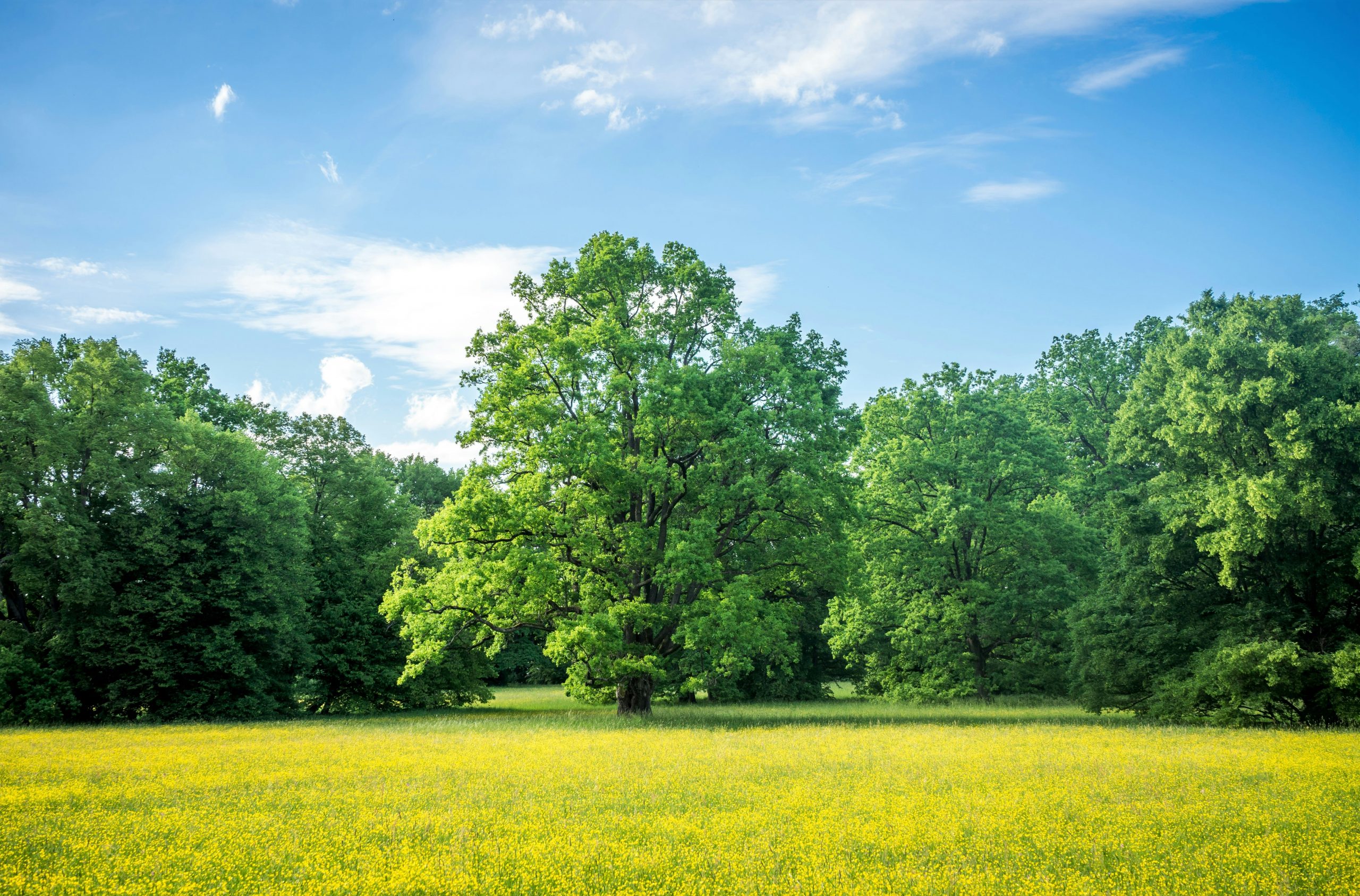 Ein Garten zum Leben!